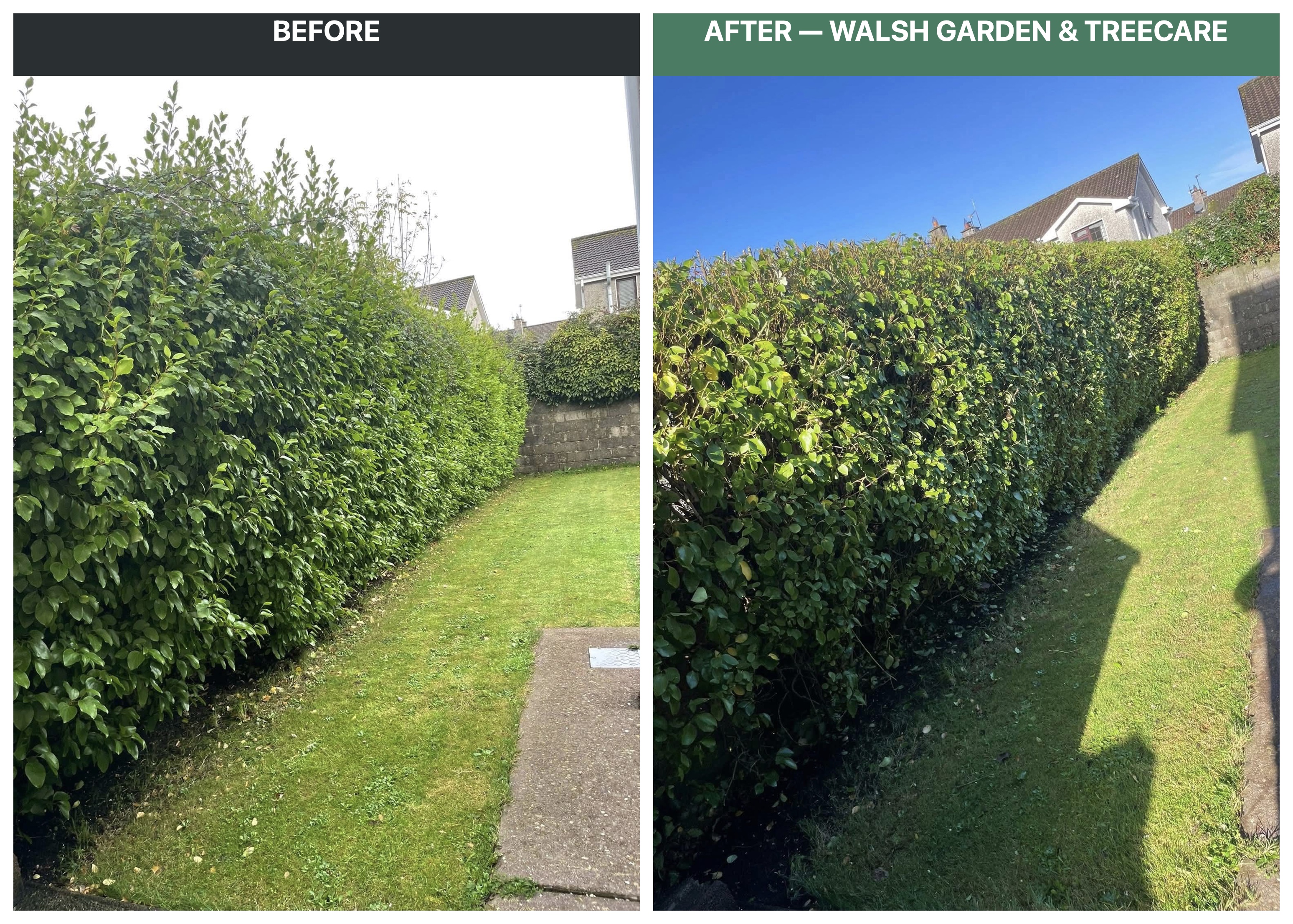 Before and after hedge reduction project by Walsh Garden and Tree Care
