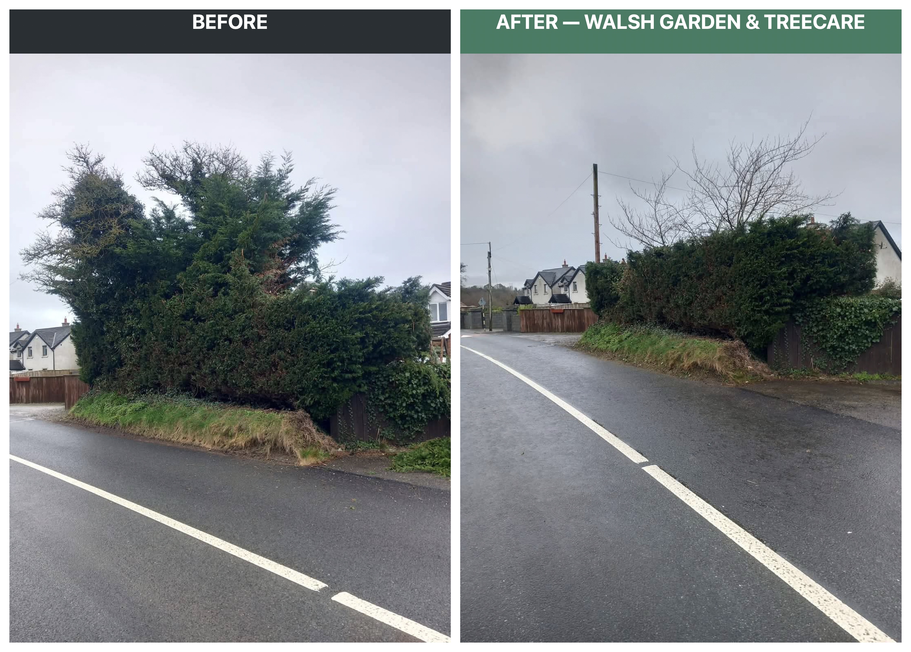 Before and after roadside conifer hedge height reduction