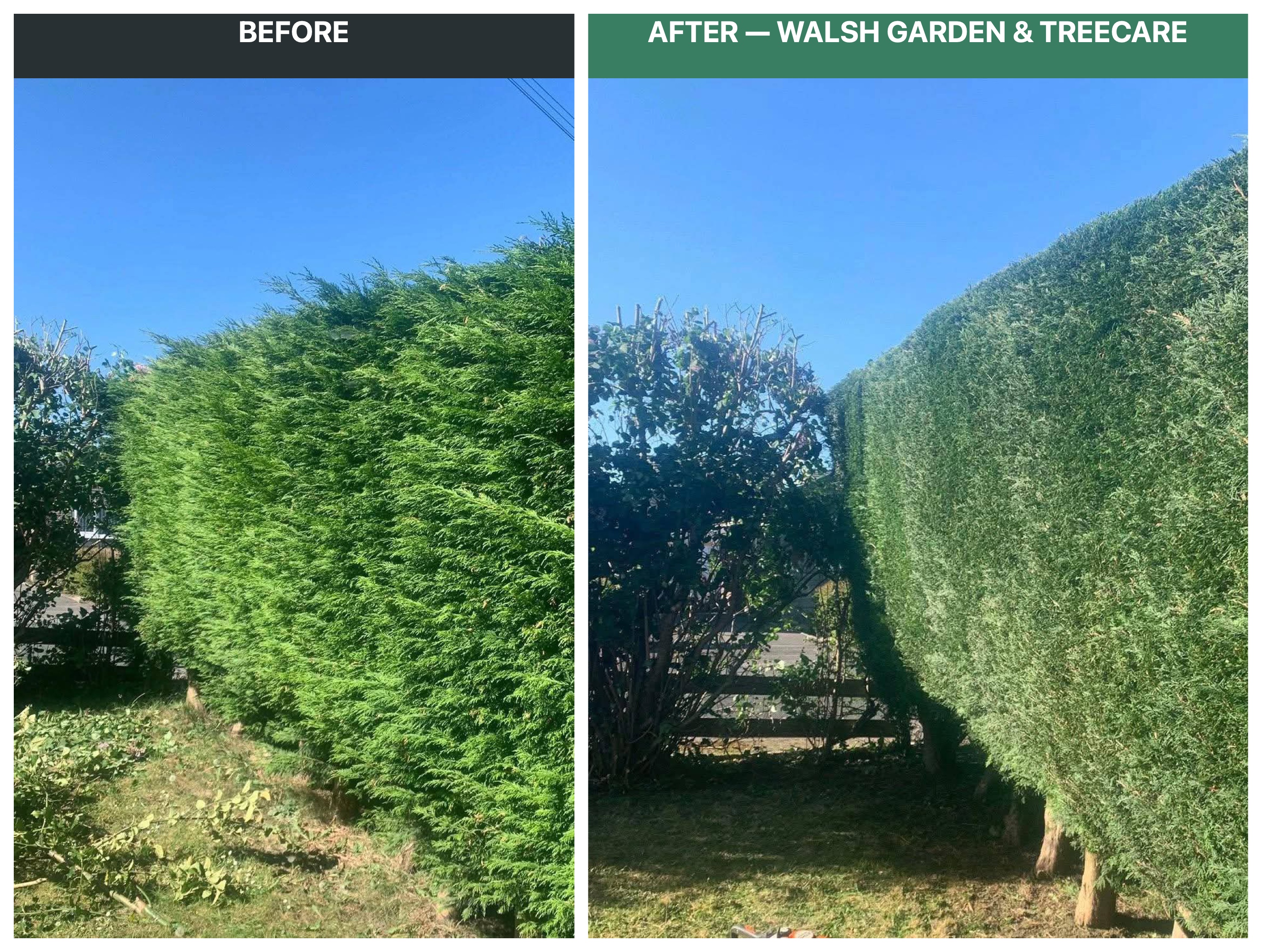 Before and after tall conifer hedge trimming and lawn debris removal