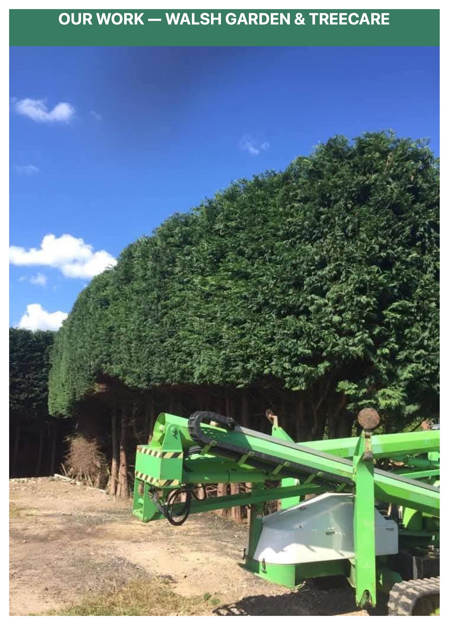 High reach cherry picker hedge trimming on giant conifers