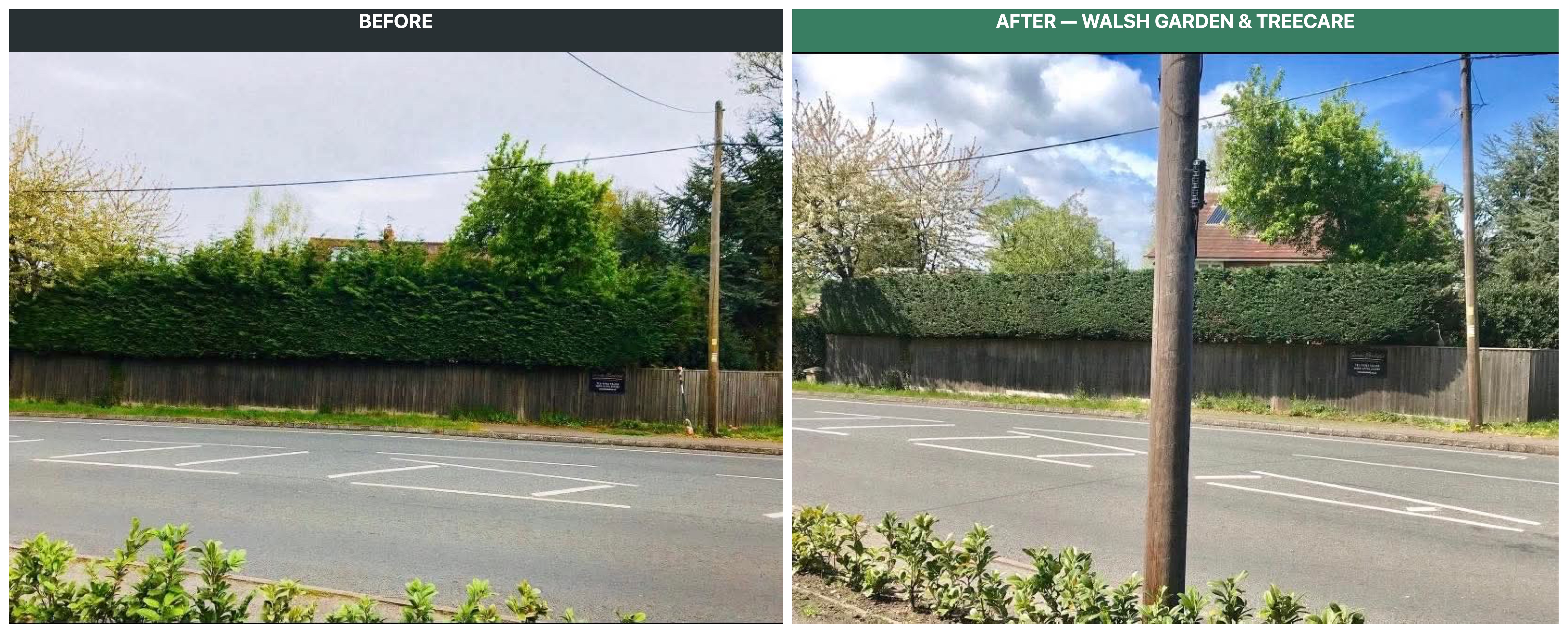 Before and after conifer boundary hedge cut along public road