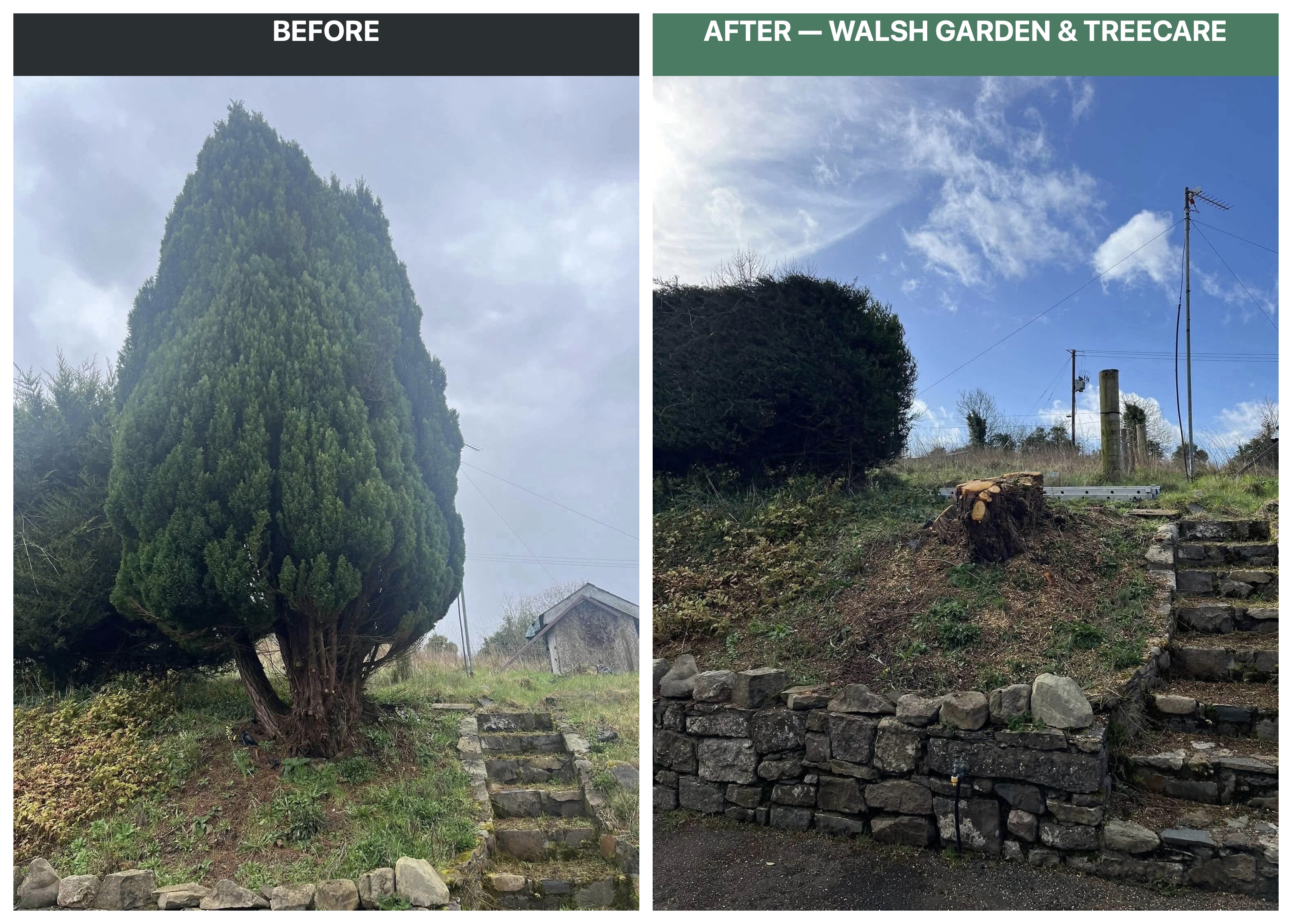 Tree Surgery & Care