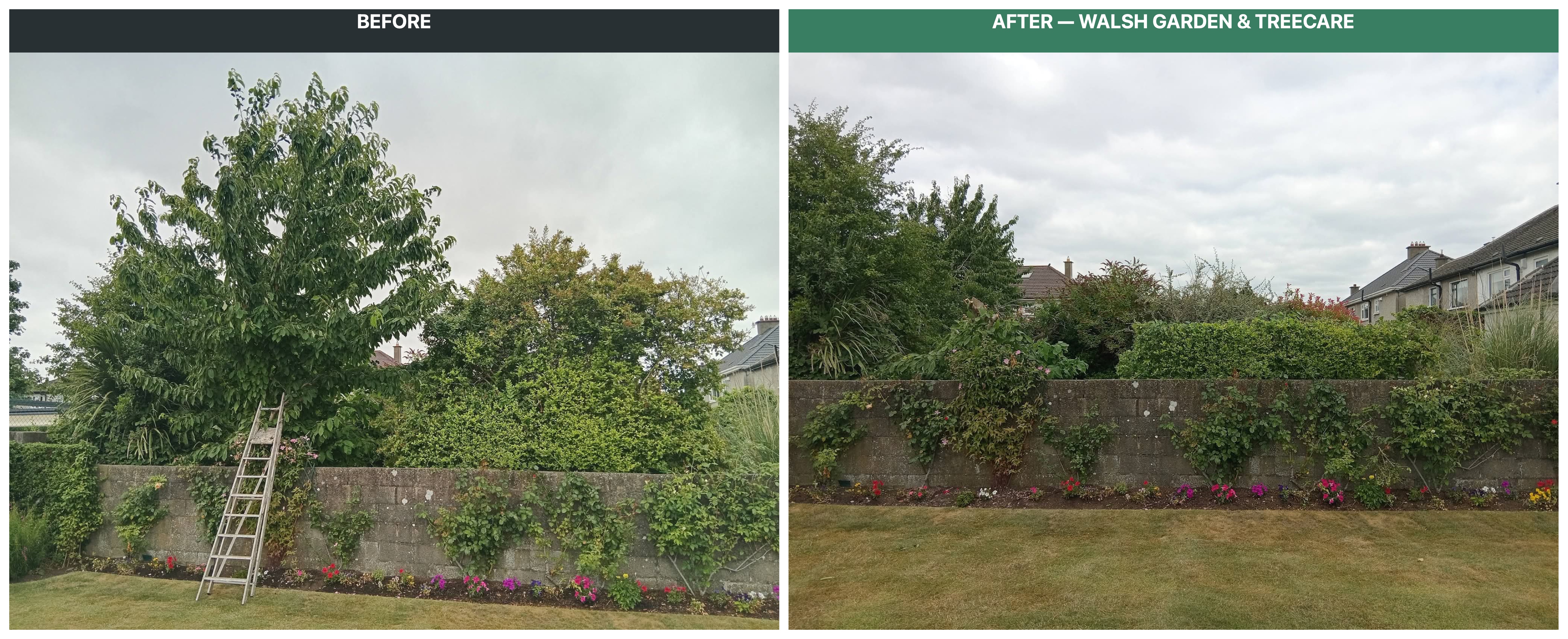 Before and after tree canopy pruning over boundary wall