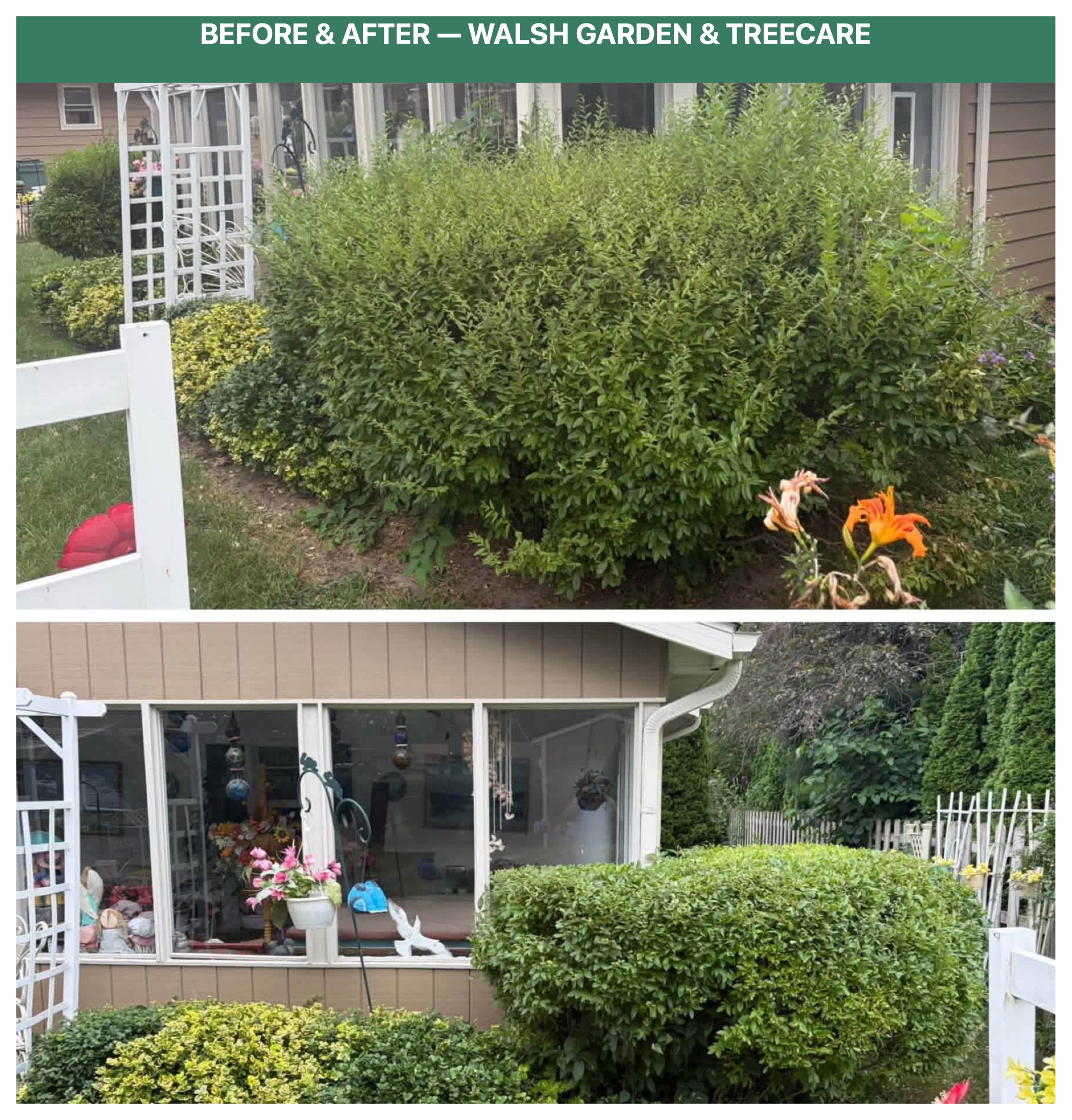 Before and after window shrub cutback