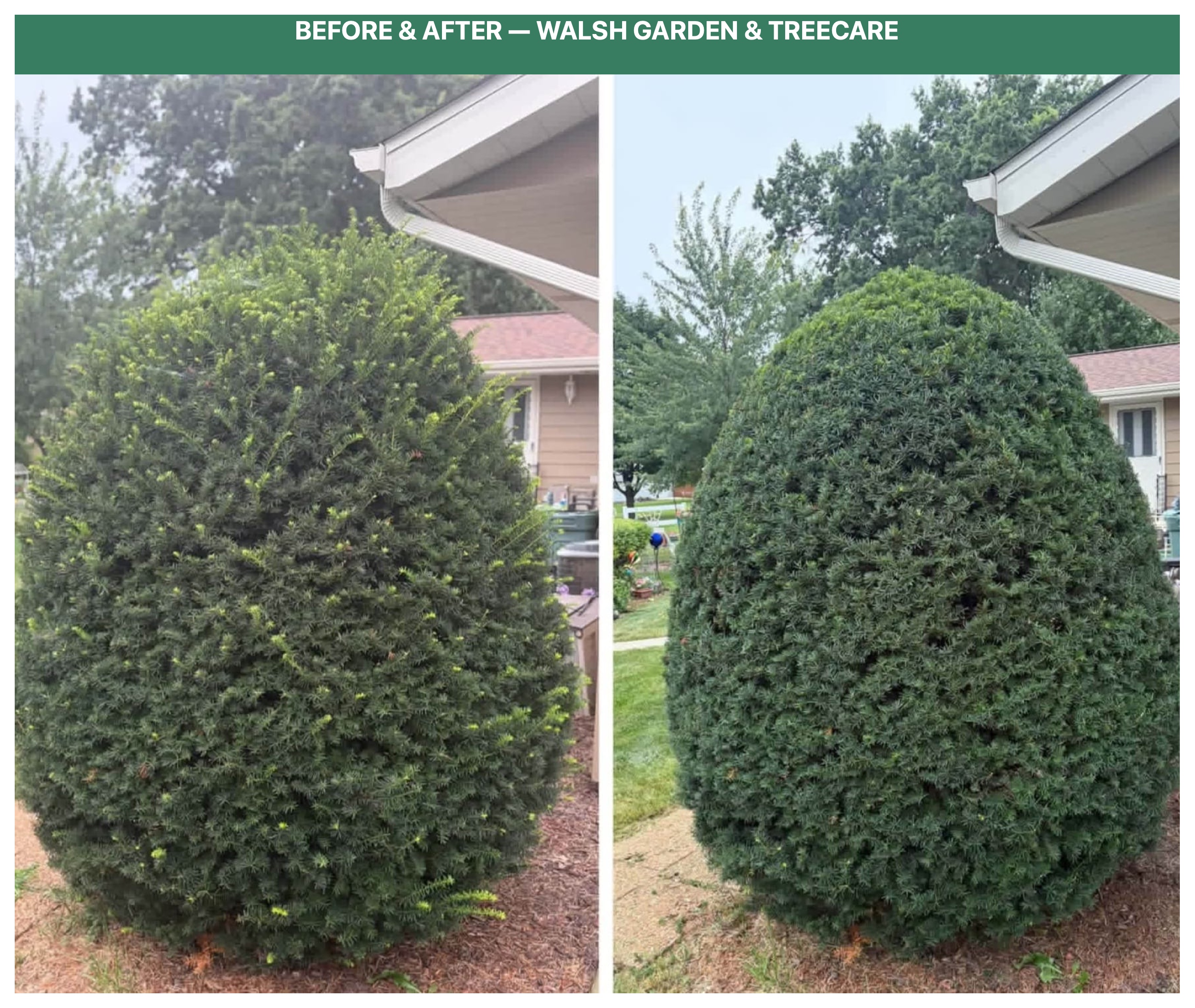 Before and after oval topiary bush shaping