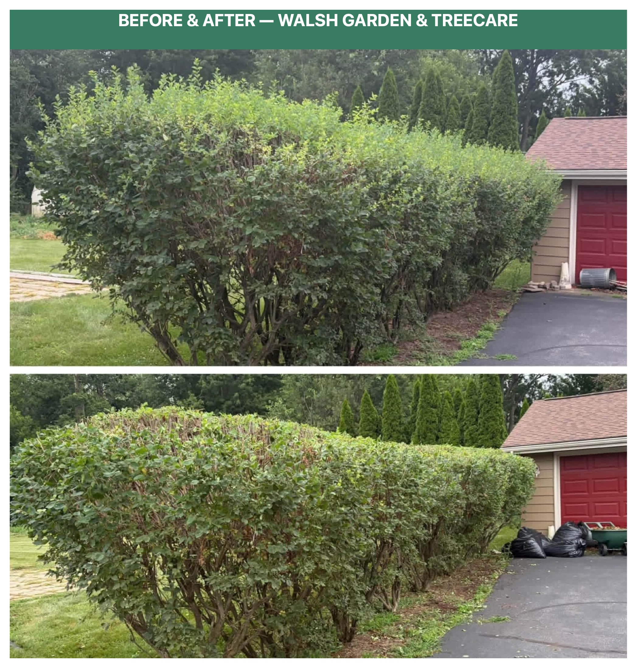 Before and after long driveway hedge cutting