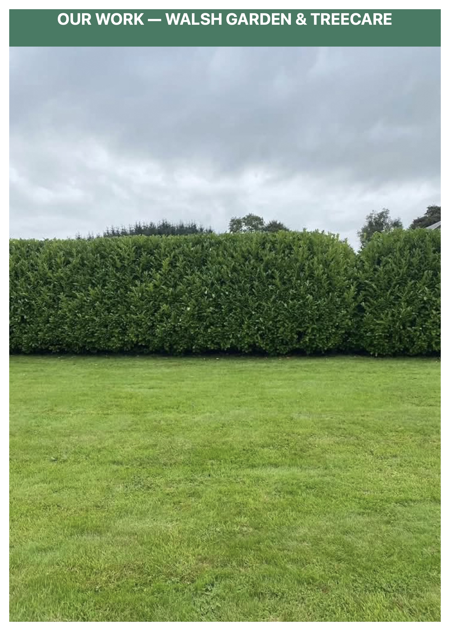 Long green laurel wall trimmed completely flat and uniform