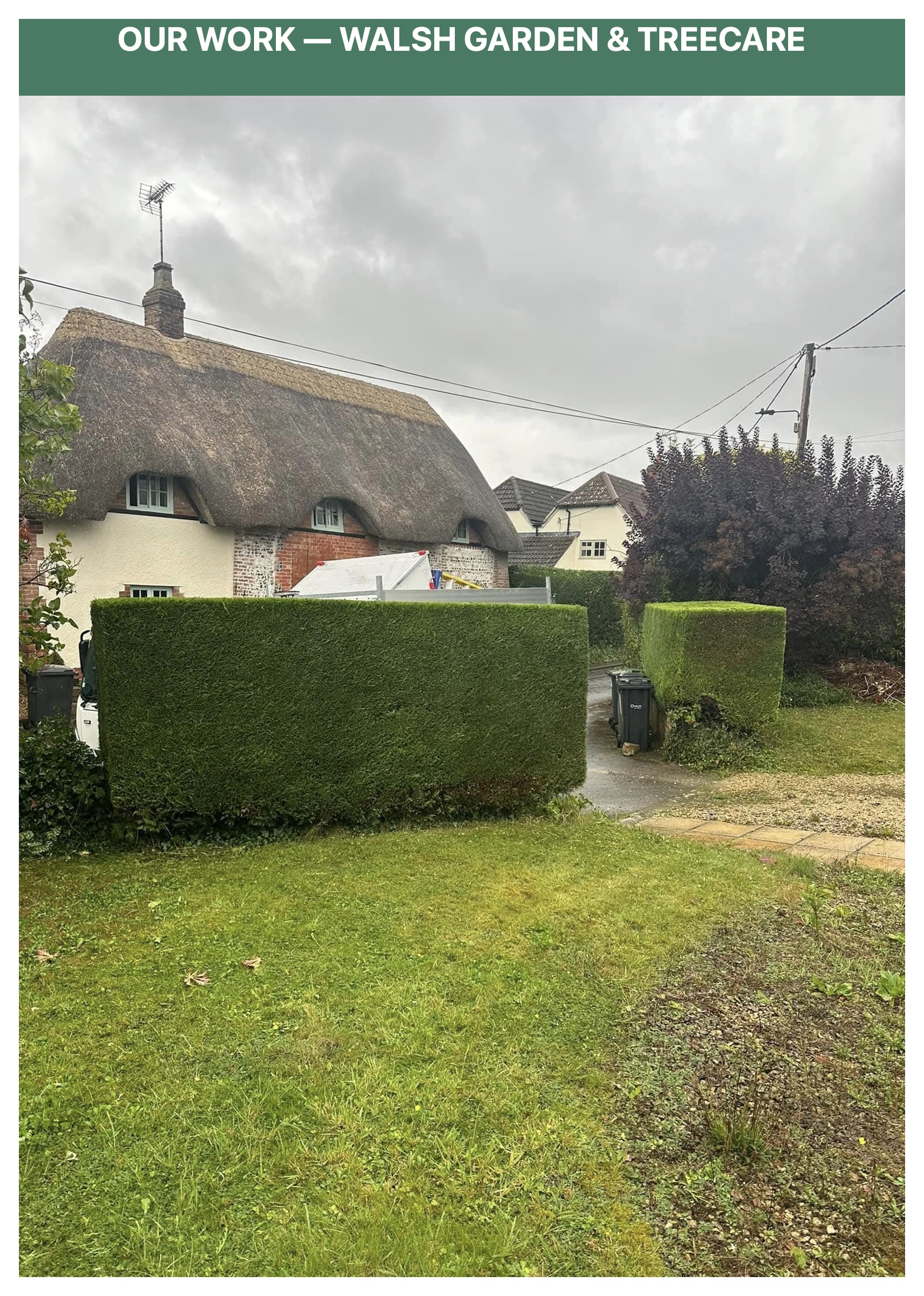 Geometric box cut evergreen hedges framing thatched cottage